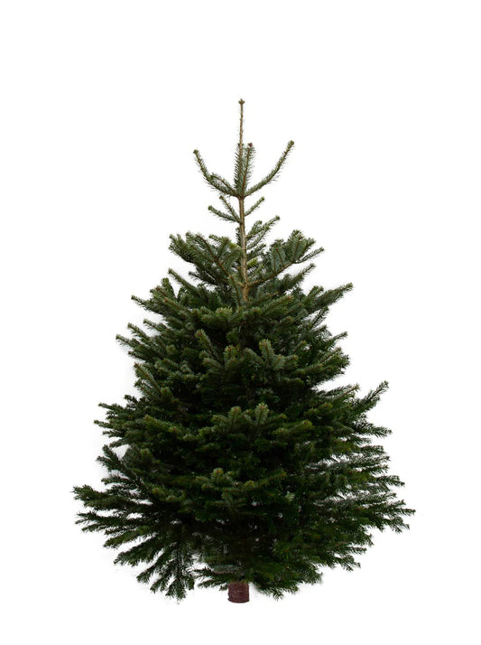 Non-Drop Nordmann Fir Christmas Trees